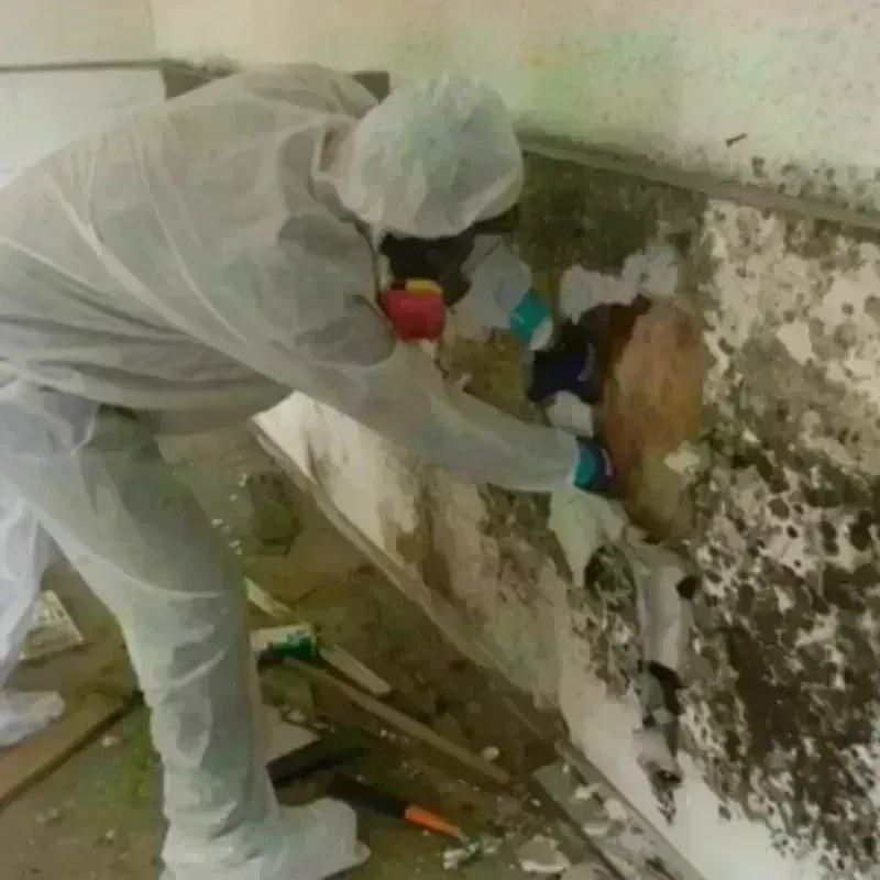 Mold Remediation and Removal in Arnaudville, LA